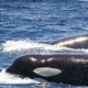 Whale Watching Tour Tarifa Ausflug